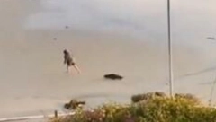 DOK JE ŽENA BILA NA OBALI IZ VODE JE POJURILO OVO STVORENJE Ljudi su gledali u neverici scenu na plaži (VIDEO)