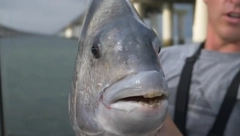 OVAKVA ZVER SE NE VIĐA "Demon"sa ljudskim zubima izronio iz okeana