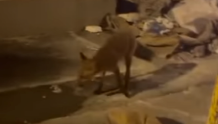 JOŠ JEDNA LISICA U BEOGRADU? Evo gde je sada viđena (VIDEO)
