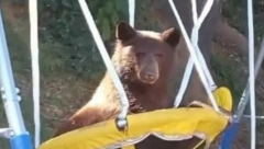 DANIMA MU JE MEDVED ULAZIO U DVORIŠTE I LJULJAO SE NA LJULJAŠCI Posavio je kamere, pa umro od smeha(VIDEO)