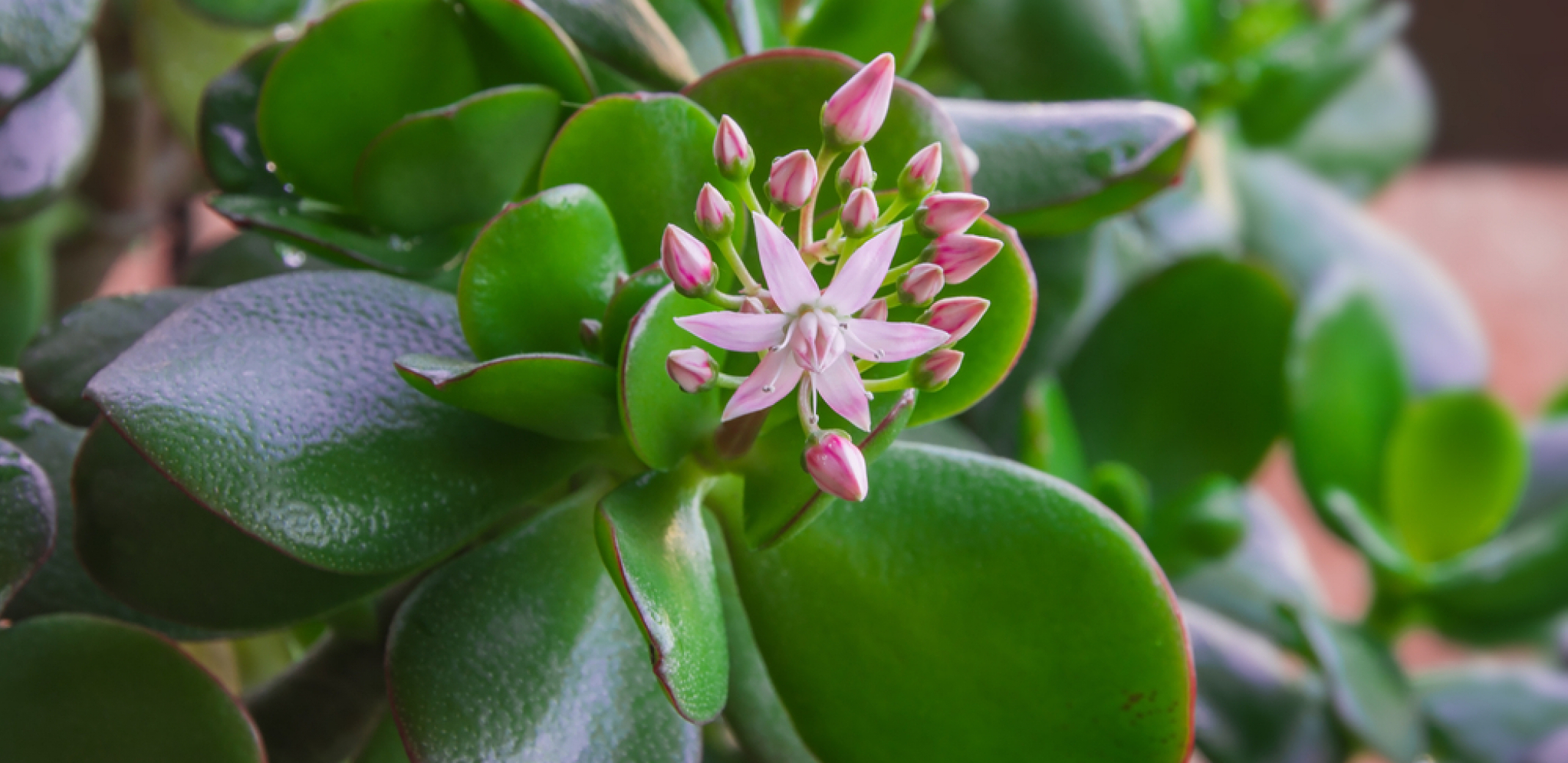 KAKO DA VAM KRASULA RASTE I CVETA KAO LUDA Dovoljno je da pomešate ova 2 sastojka i sipate u saksiju