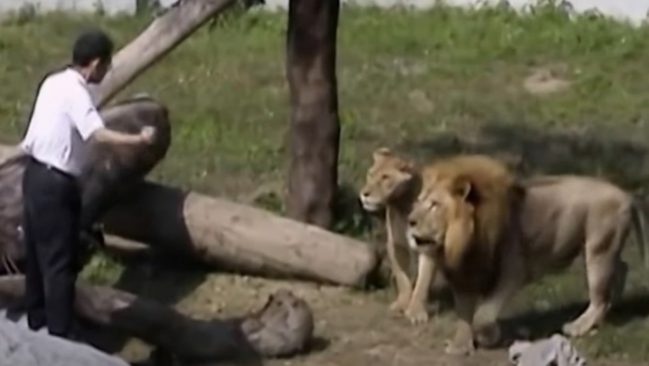HOROR U ZOO VRTU Sveštenik ušao u kavez s lavovima da ih "pokrsti", a onda je zver napala (VIDEO)
