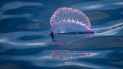 IZGLEDA DIVNO, ALI MOŽE DA VAS UBIJE - ČAK I KAD JE MRTVO! Posetioci na ovoj plaži upozoreni: Ne dirajte ih! (FOTO)