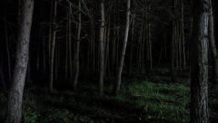 GROZAN PRIZOR ZATEKAO MEŠTANE DOK SU BRALI PEČURKE Stigla nemila vest, evo šta su pronašli