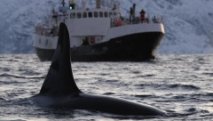 MORSKA NEMAN NAPALA JOŠ JEDAN BROD Jedrenjak potonuo, horor u Gibraltaru