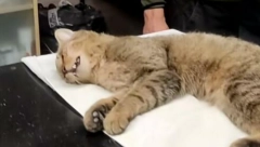 DIVLJA MAČKA PRONAĐENA NA AUTO-PUTU Povređena je i ne može da pomera noge: "U PITANJU JE OPASNI PREDATOR"