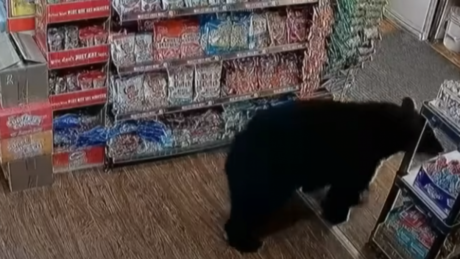 NESVAKIDAŠNJI KUPAC Medved ušao u prodavnicu, a ono što je uzeo da jede zaprepastilo je ljude na internetu! Kako mu je to palo na pamet? (VIDEO)