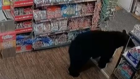 NESVAKIDAŠNJI KUPAC Medved ušao u prodavnicu, a ono što je uzeo da jede zaprepastilo je ljude na internetu! Kako mu je to palo na pamet? (VIDEO)