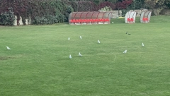 HIT SCENA NA ZVEZDARI Dok fudbeleri odmaraju u toku je derbi okršaj na stadionu Hajduka - nezvani gosti protiv domaćina (FOTO)
