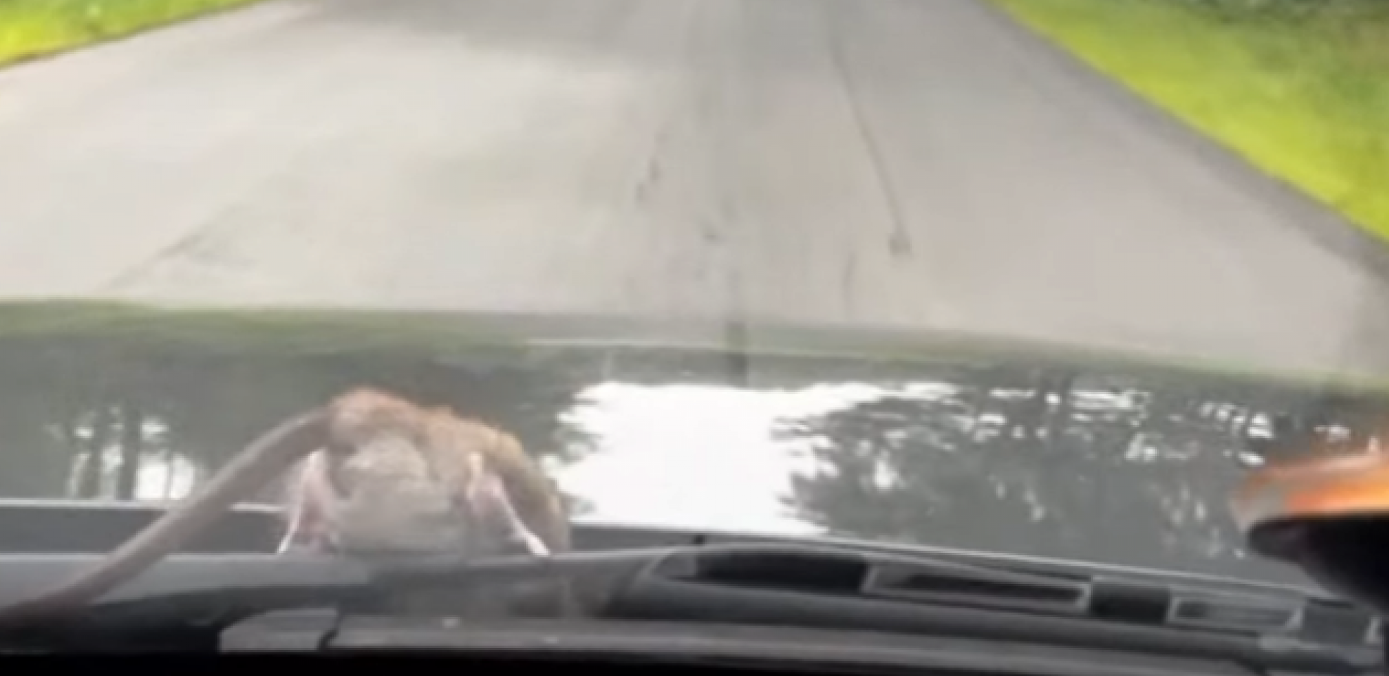 KAKO BISTE VI REAGOVALI DA VAM SE OVO DOGODI? Muškarcu se tokom vožnje stvorenje pojavilo  na haubi (VIDEO)