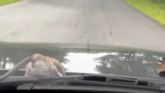 KAKO BISTE VI REAGOVALI DA VAM SE OVO DOGODI? Muškarcu se tokom vožnje stvorenje pojavilo  na haubi (VIDEO)