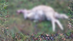 VASILIJU DIVLJE ZVERI NAPRAVILE HOROR NA KUĆNOM PRAGU Ostao je bez nih sedam, jezivo šta su ostavile za sobom
