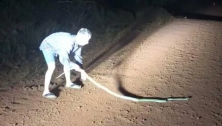 PRIŠAO JE ZMIJI SA LEĐA I POVUKAO JE ZA REP Ono što se desilo, zaista ledi krv u žilama, sve je snimljeno (VIDEO)
