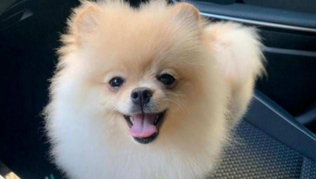 OPASNI PAS NAPAO TRUDNICU I KRVNIČKI UBIO  NJENOG LJUBIMCA Ono što je zatekla u dvorištvu vlasnika, ostavilo je bez teksta