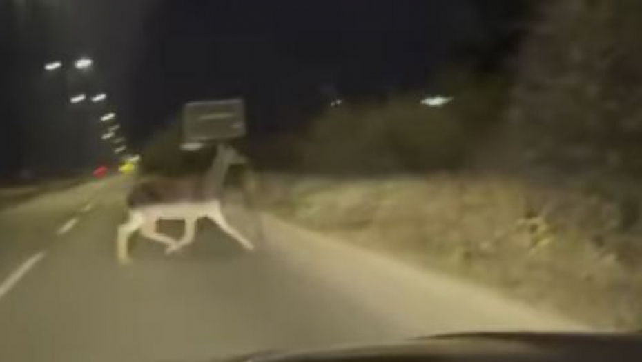 KOŠUTA ISTRČALA NA PUT KOD NIŠA Kolone automobila se ukopale u mestu (VIDEO)