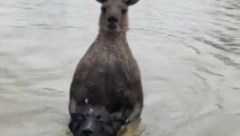 KENGUR POČEO DA MU DAVI PSA Vlasnik utrčao u vodu, nastala opšta tuča: Nokautirao ga ko bokser