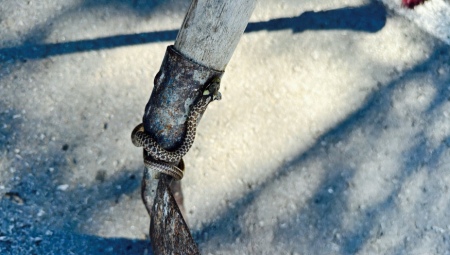 JEZIVO! VREBAJU SA SVIH STRANA Najezda zmija u Srbiji, građani strahuju: "Poslednjih deset dana je najgore!" (FOTO/VIDEO)
