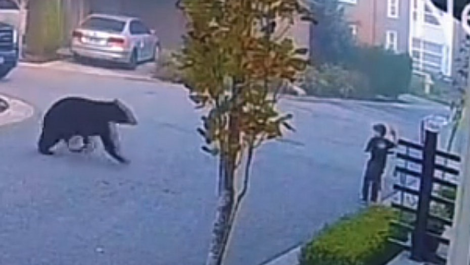 MEDVED TRČI KA DEČAKU, KAMERE SVE ZABELEŽILE Mališan ostao ukočen u mestu, onda se desilo iznenađenje (VIDEO)
