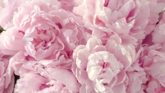 SREĆA KUCA NA VAŠA VRATA U svoj dom unesite ovaj cvet i gledajte čuda, donosi dobru energiju, ljubav, i još mnogo toga