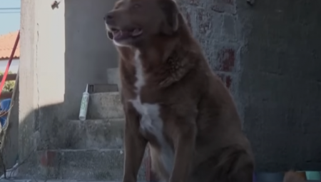 UGINUO NAJSTARIJI PAS NA SVETU Bobi je imao 30 godina