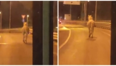 KOD ADE JE NEKOME POBEGAO KONJ, KASKA KA NOVOM BEOGRADU Hit scena snimljena u Beogradu (VIDEO)