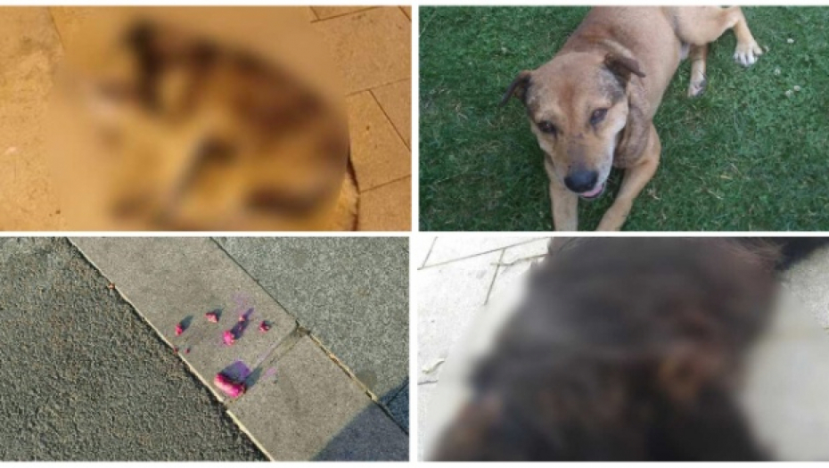 JEZIVE SCENE OKO ŠKOLE U DOBANOVCIMA Bacali otrov na mestu gde se deca igraju, ŽIVOTINJE UMIRALE U MUKAMA