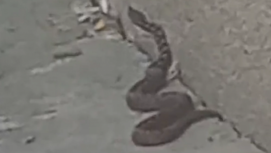 GRAĐANI U PANICI Velika zmija na ulicama Banjaluke, sumnja se da je u pitanju otrovnica (VIDEO)