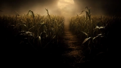 OTIŠLA U KUKURUZIŠTE NE SLUTEĆI ŠTA JE TAMO ČEKA Čim ga je videla ostala ukopana u mestu, navukla jezive traume