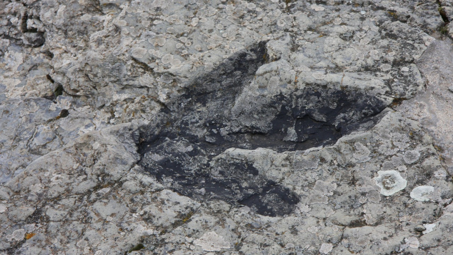 OTKRIVENI OGROMNI TRAGOVI DINOSAURUSA Stvorenje iz doba krede bilo dugo 7 metara, na fosile naišli radnici
