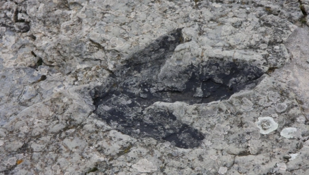 OTKRIVENI OGROMNI TRAGOVI DINOSAURUSA Stvorenje iz doba krede bilo dugo 7 metara, na fosile naišli radnici