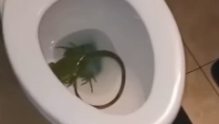 UŽAS IZ TOALETA Čovek našao ogromnog guštera u WC šolji (VIDEO)