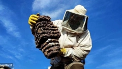 OVOG LETA JE NAJEZDA OVIH INSEKATA, STRUČNJACI UPOZORILI! Njihov ujed predstavlja RIZIK po zdravlje!