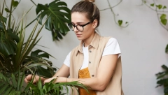 MNOGI JE DRŽE U KUĆI, A NE ZNAJU Ove dve biljke privlače nesreću i bedu