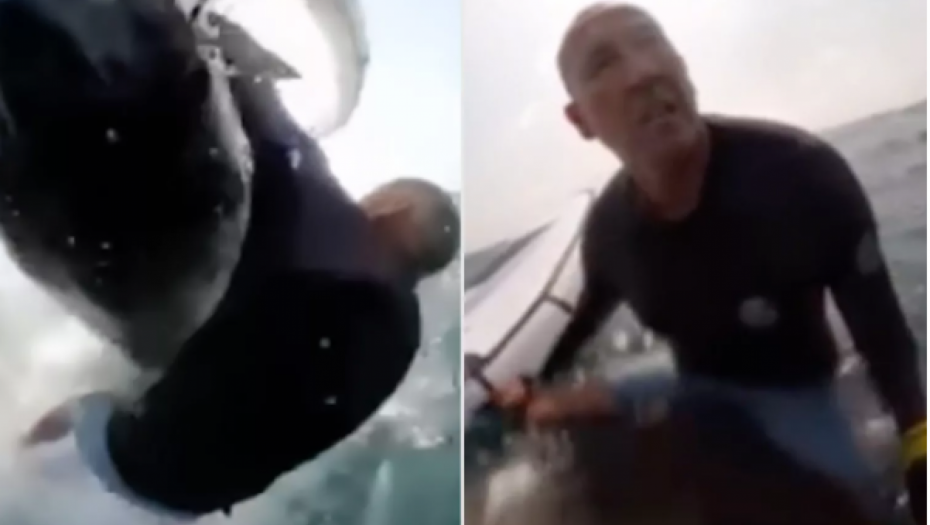 ŽIVOTINJA JE ODJEDNOM ISKOČILA IZ VODE I POKUŠALA DA UDAVI SURFERA Kako biste vi reagovali da vam ovo stvorenje prepreči put? (VIDEO)