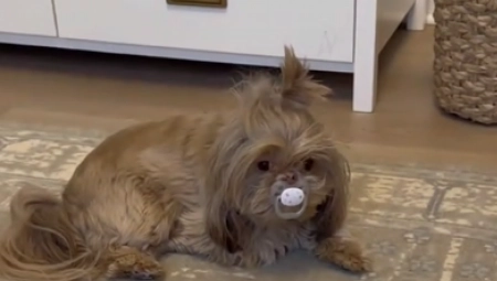 PAS I NIJE NEKA POMOĆ Pogledajte šta ova kuca radi dok beba plače, životinje su baš kao mi - smeh do suza!