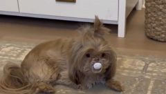 PAS I NIJE NEKA POMOĆ Pogledajte šta ova kuca radi dok beba plače, životinje su baš kao mi - smeh do suza!