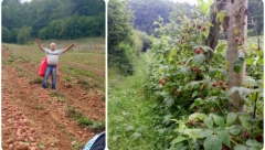 "HOĆEMO DA ŠIRIMO ZASADE, ALI NE MOŽE BEZ PLANA I ULAGANJA" Božidar iz Sinoševića: Ovo je bogom dan kraj za krompir i maline