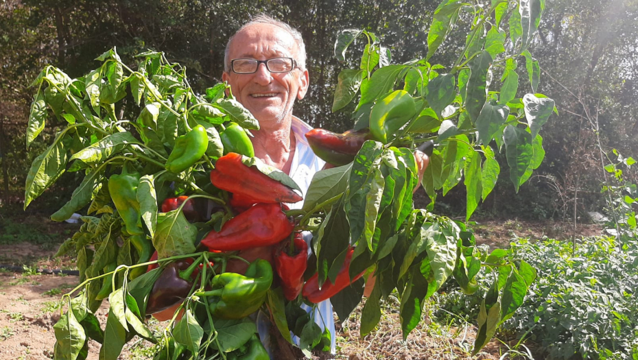 OD JEDNOG PLODA RUČA CELA PORODICA Džinovska paprika poznata kao slonova noga raste u Topoli (FOTO)