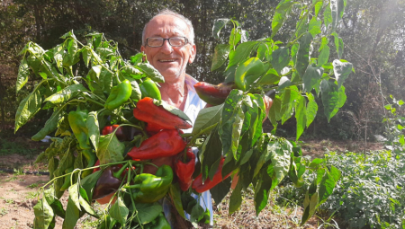 OD JEDNOG PLODA RUČA CELA PORODICA Džinovska paprika poznata kao slonova noga raste u Topoli (FOTO)