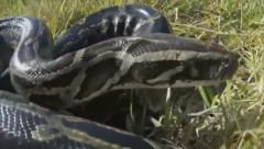 PITON PROGUTAO ŽENU DO RAMENA Izgrizao je, stegao, probao da pojede pa povratio - nije joj bilo spasa