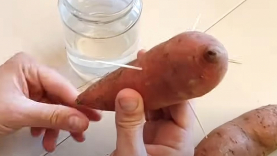 KO GAJI OVU BILJKU, MOŽE DA ZARADI 40.000 EVRA GODIŠNJE! Gram začina košta čak i od 40 evra