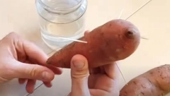 KO GAJI OVU BILJKU, MOŽE DA ZARADI 40.000 EVRA GODIŠNJE! Gram začina košta čak i od 40 evra