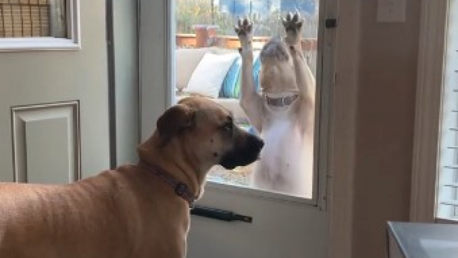 ZASLUŽUJE OSKARA Pogledajte kako pas moli vlasnicu da ga pusti u kuću