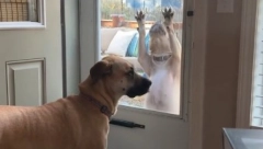 ZASLUŽUJE OSKARA Pogledajte kako pas moli vlasnicu da ga pusti u kuću