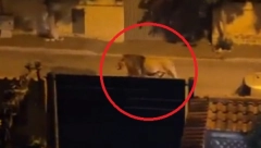 UHVAĆENA DIVLJA ZVER U RIMU Lav pobegao iz cirkusa, pola dana lutao gradom, evo kako su mu doakali (VIDEO)