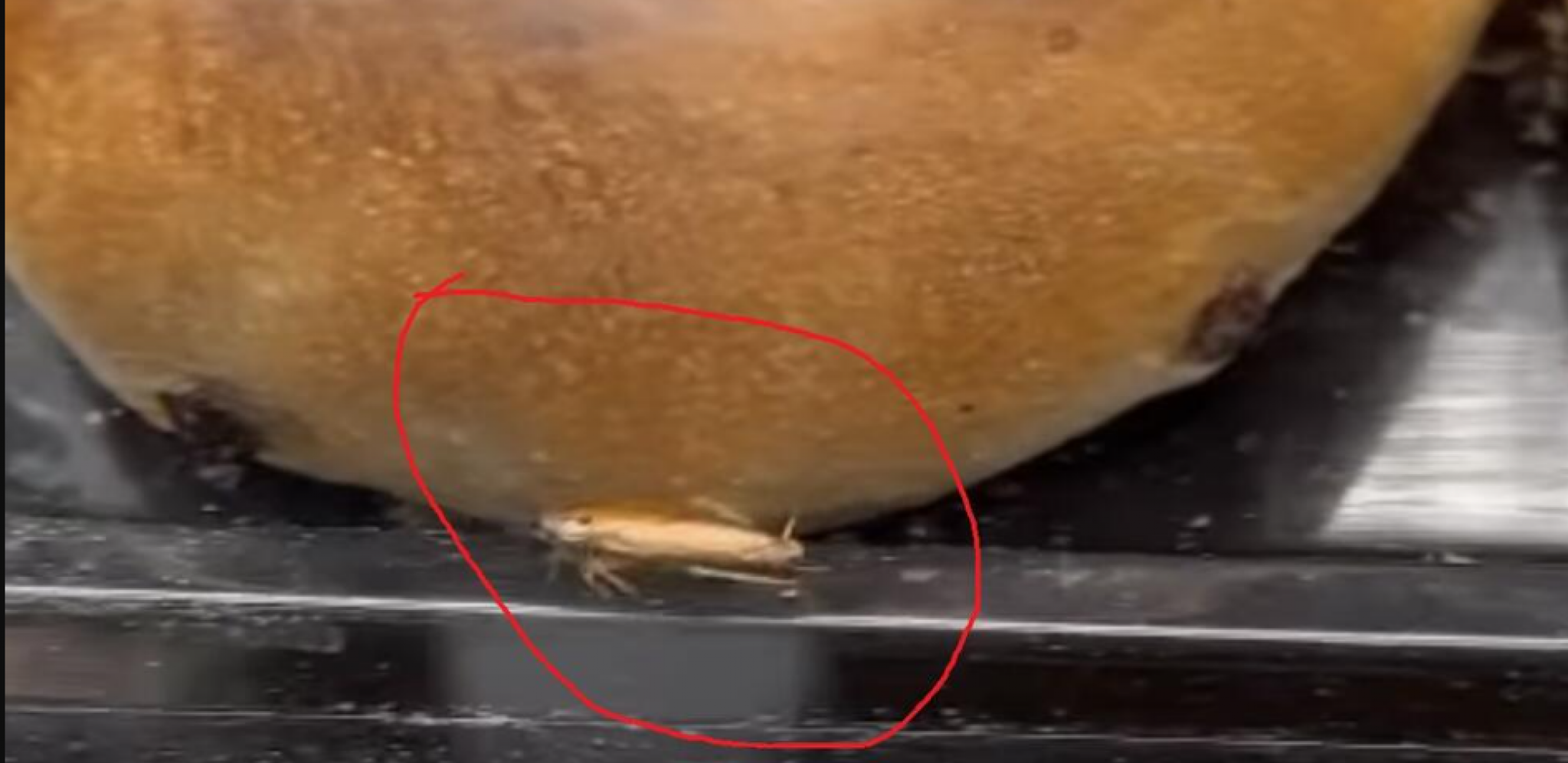 KAKO JE OVO MOGUĆE? Užas u Beogradu, buba šeta po pecivu u poznatoj prodavnici, korisnici društvenih mreža pobesneli
