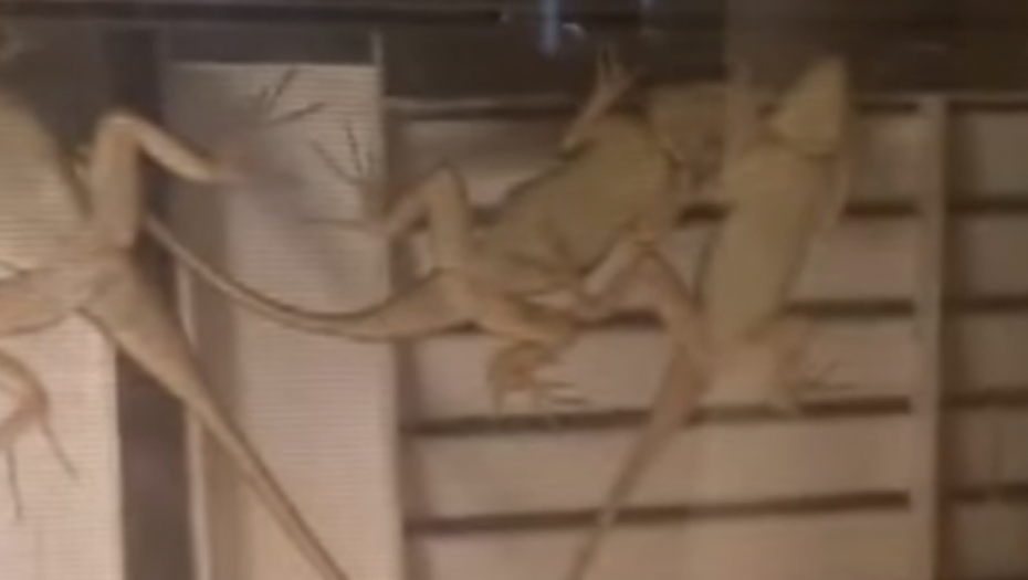 AMERIKANKA SVAKE NOĆI ZATEKNE OVAJ PRIZOR U SVOJOJ  KUĆI Njena prva reakcija iznenadiće mnoge (VIDEO)