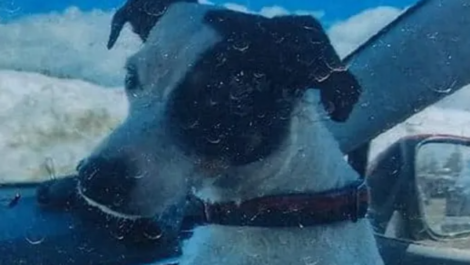 DVA MESECA ČUVAO MRTVOG VLASNIKA Pas pronađen živ pored tela čoveka koji je nestao u šetnji