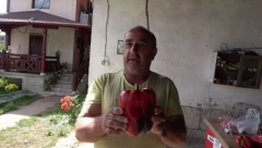 REKORDERKA - U DRAGANOVOM PLASTENIKU RODILA DŽINOVSKA PAPRIKA Teška je čak 620 grama, ostale su samo za nijansu manje