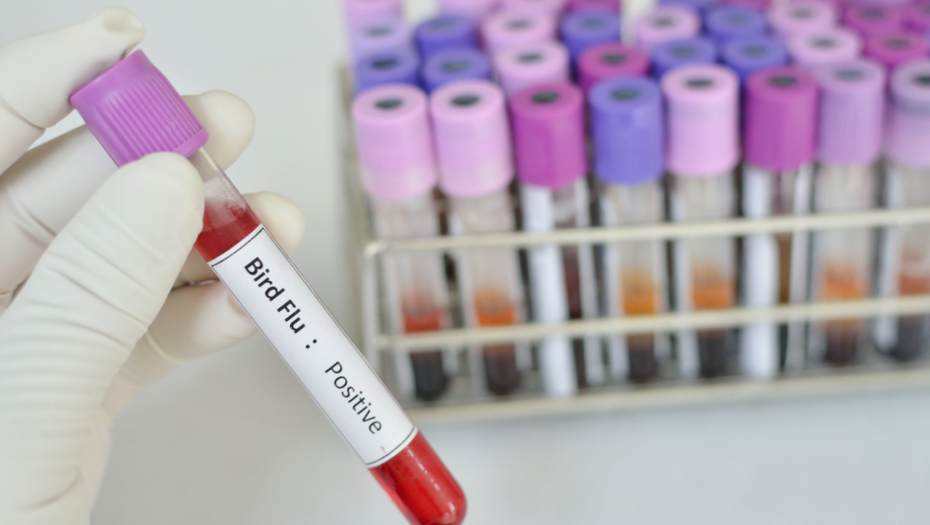 POTVRĐEN PTIČJI GRIP KOD BEČEJA Uginuo labud zaražen virusom u parku prirode Stara Tisa